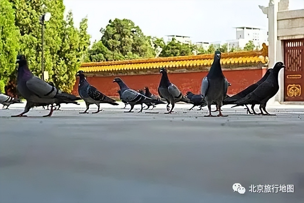 北京地坛公园是什么样子的,北京地坛有什么景点