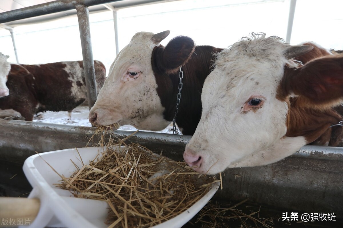 牛突然不站什么原因,牛十多天了不反刍怎么治疗
