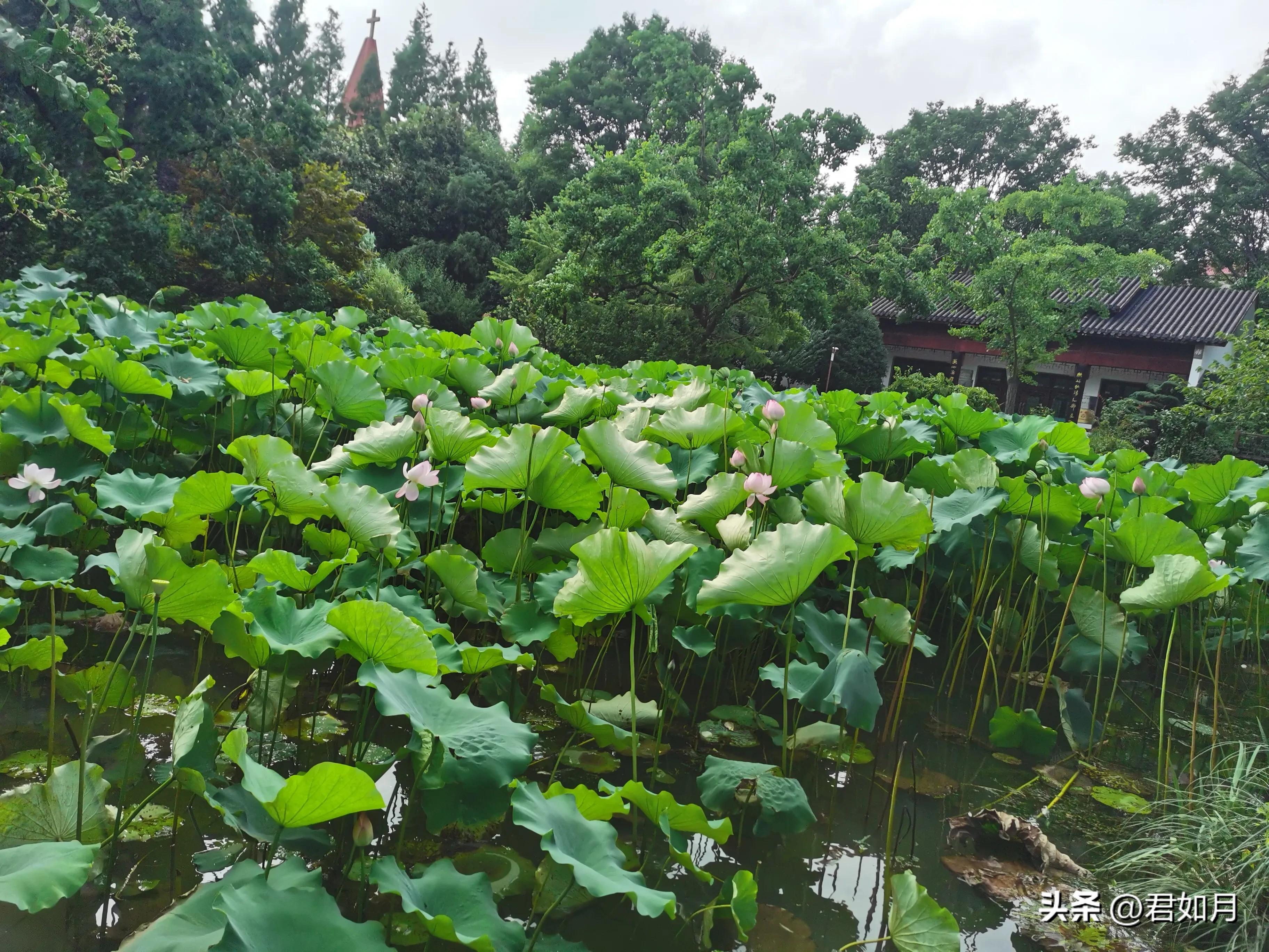 上海旅游遇梅雨,上海夏季雨夜美景