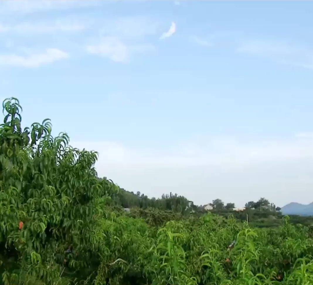 山东女孩承包5600亩地,女子承包500亩地种红薯被村民偷挖