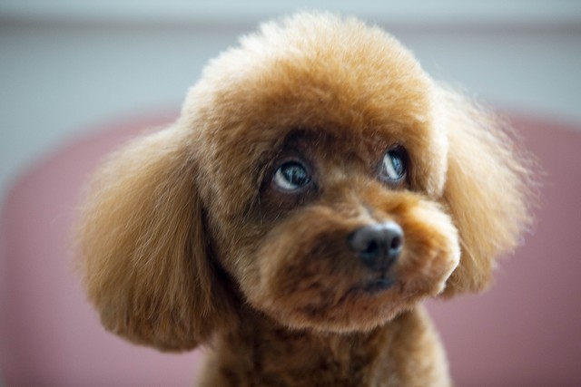 小泰迪买回一直感冒,小泰迪感冒发抖怎么办