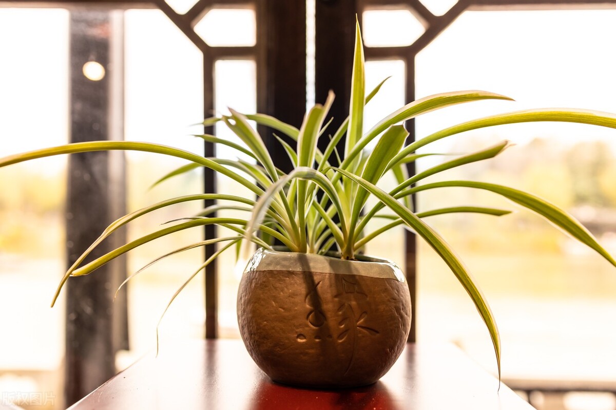 家里养哪五种花大气,家养哪四种花寓意好