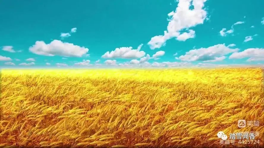 风吹麦浪电影,风吹麦浪经典散文