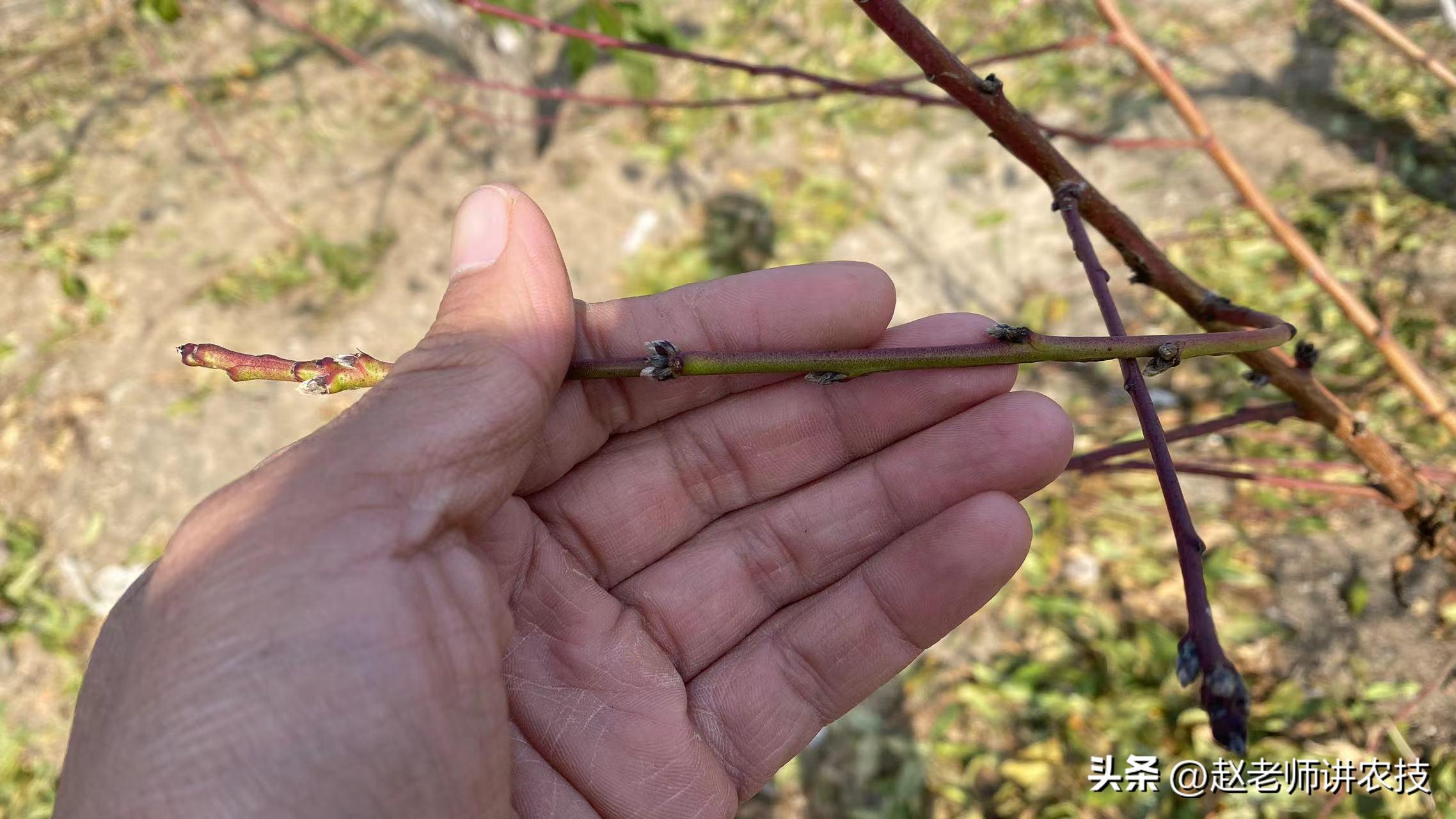 桃树怎样管理不会掉落,桃树怎么管理最好方法