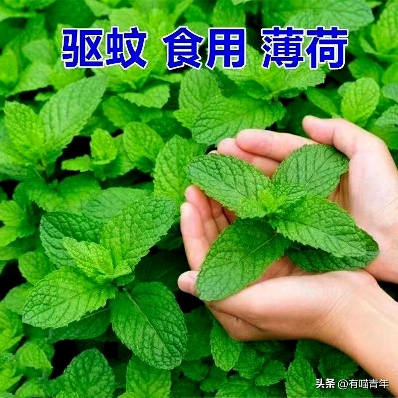 养猫不能放蟑螂药怎么办,养猫不能用的驱蚊方法