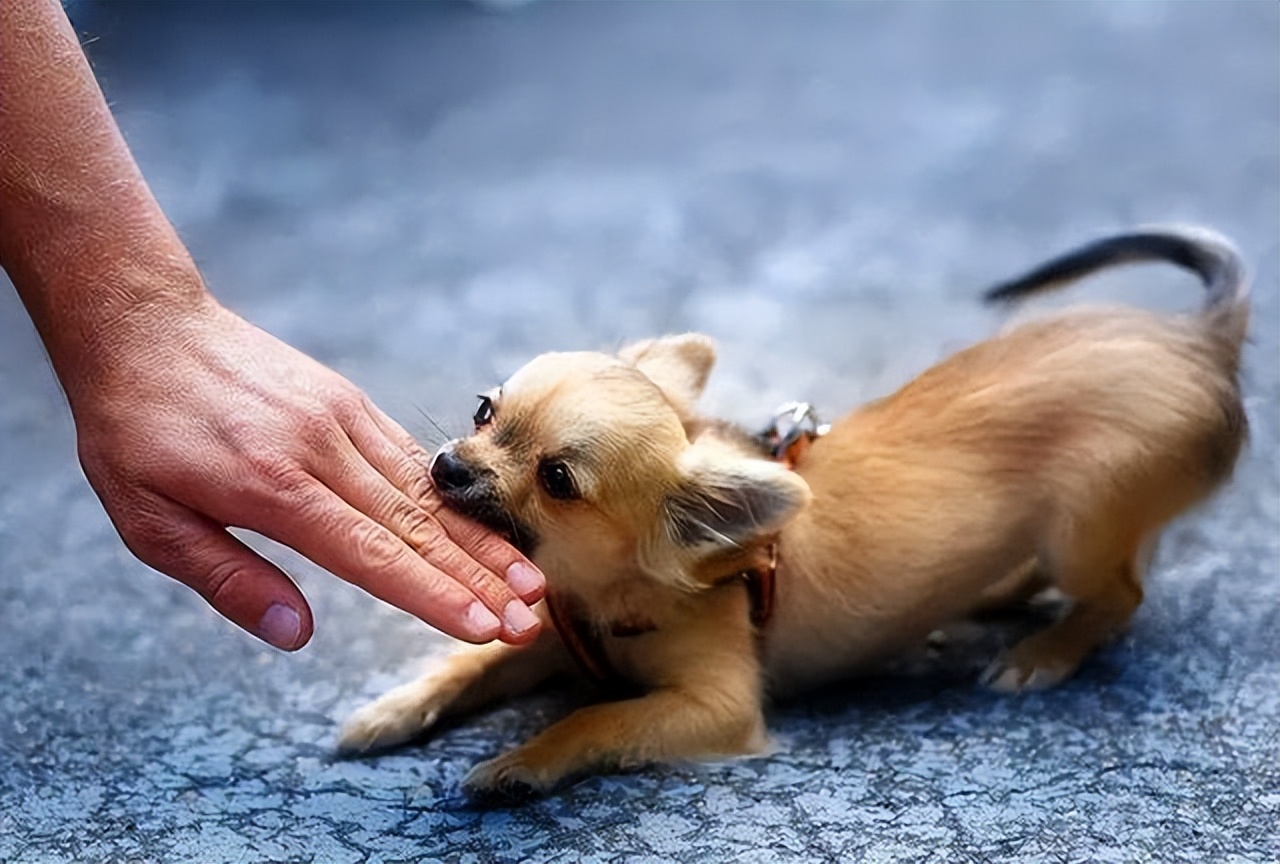 狗狗为什么喜欢轻咬主人,狗狗张嘴轻咬代表什么意思