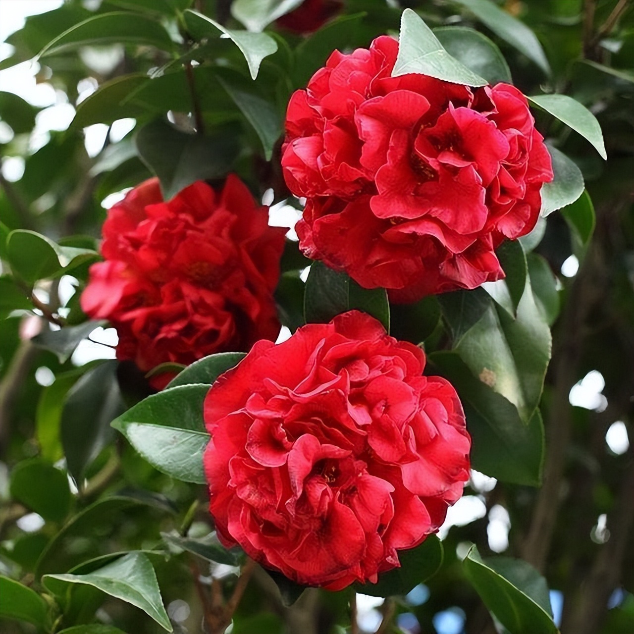 此花花色繁多有淡香味易养易成活,此花气味芬芳生命力顽强