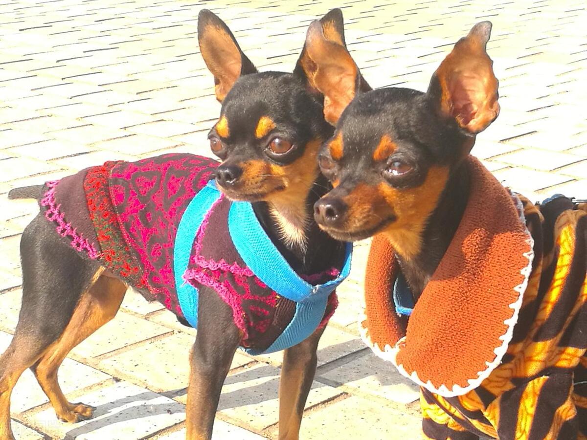 哪种狗狗最可爱,最帅气的狗狗十大排名