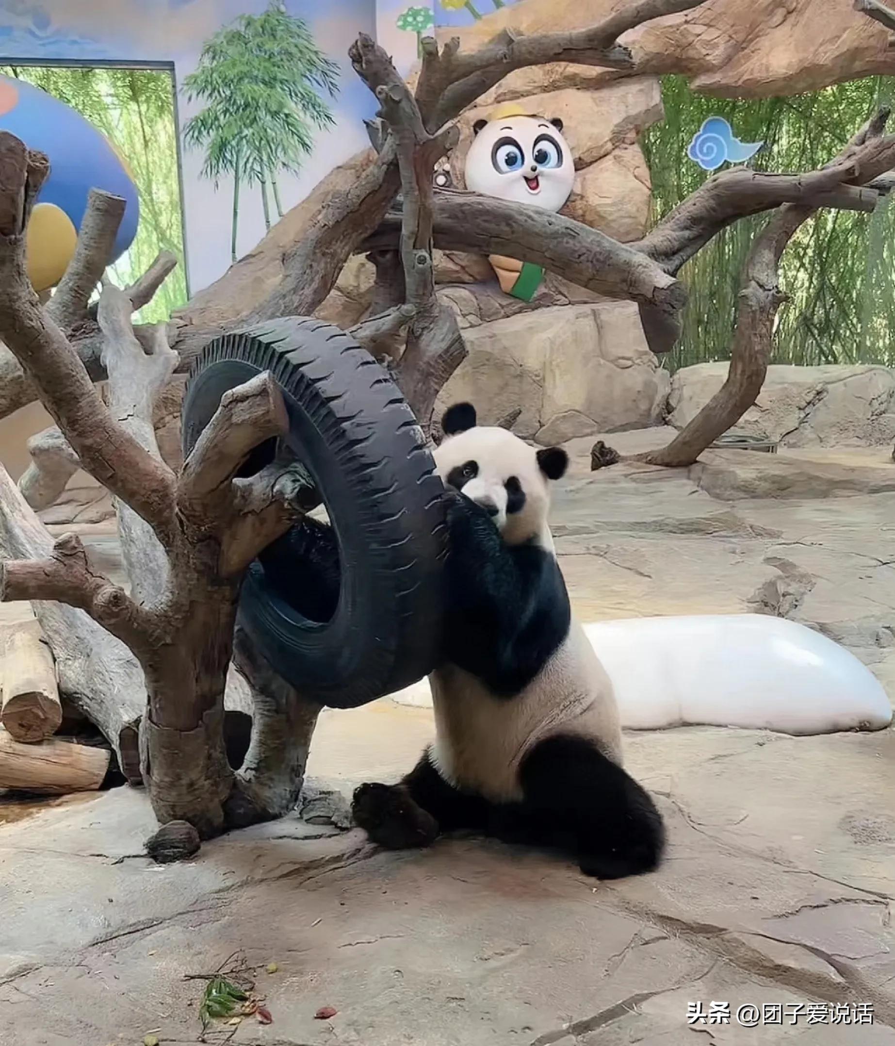 广州长隆野生动物园的大熊猫,广州长隆野生动物世界大熊猫