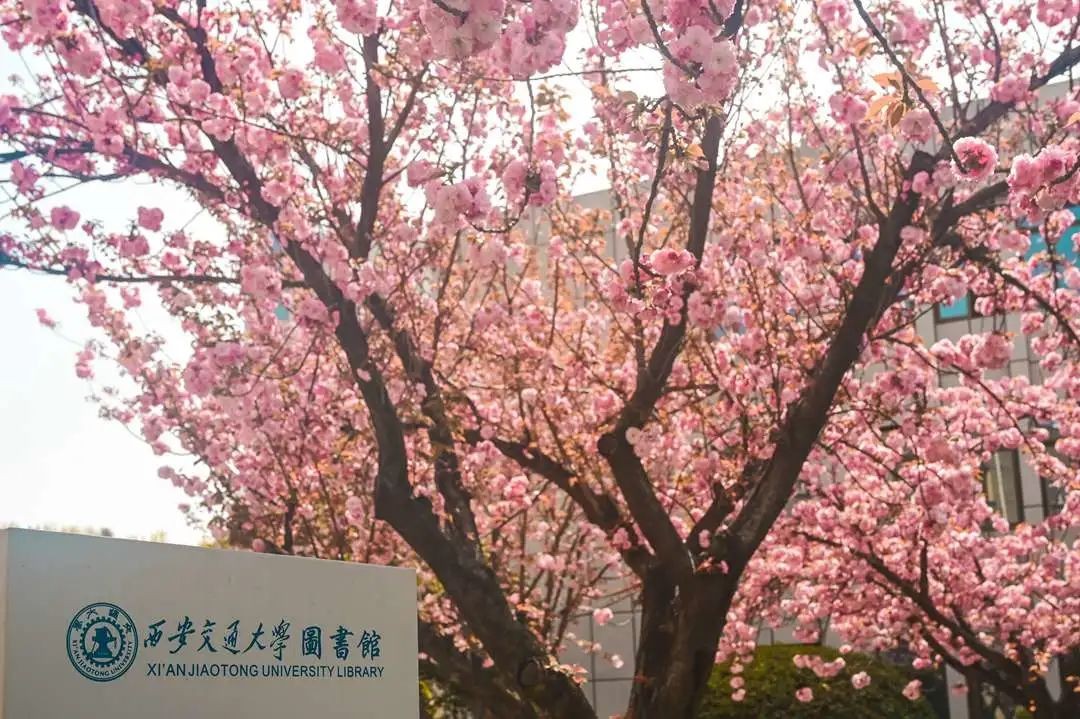 当千年长安,遇上百廿交大!西安交通大学:雨润风暖盛唐景,且待君同览!