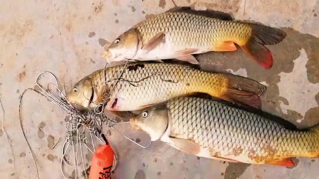 非禁渔地区可视锚鱼器犯法吗,非禁渔时期可视锚鱼是否违法