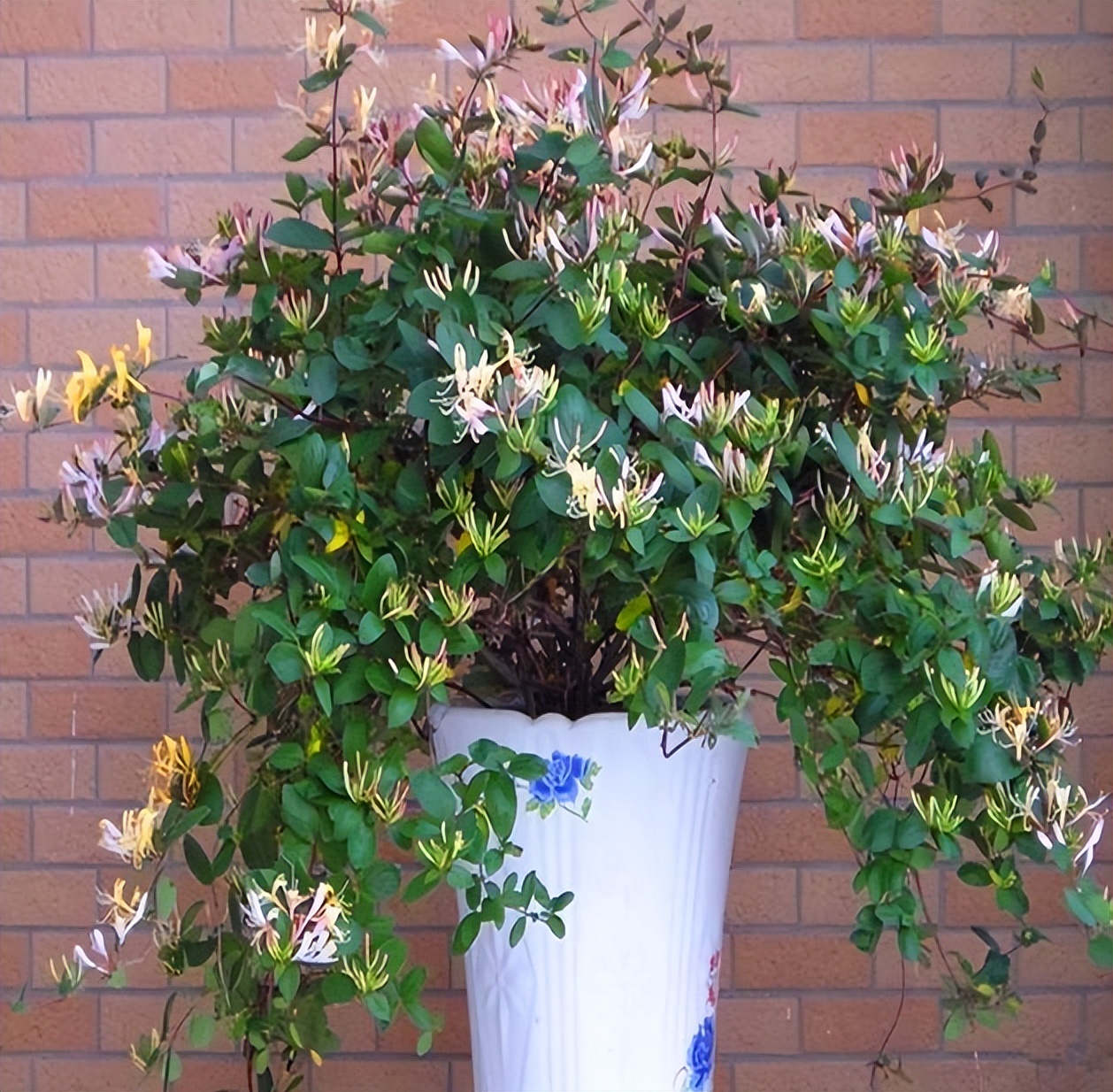 种什么盆栽助睡眠最好养,最适合懒人养的8种植物