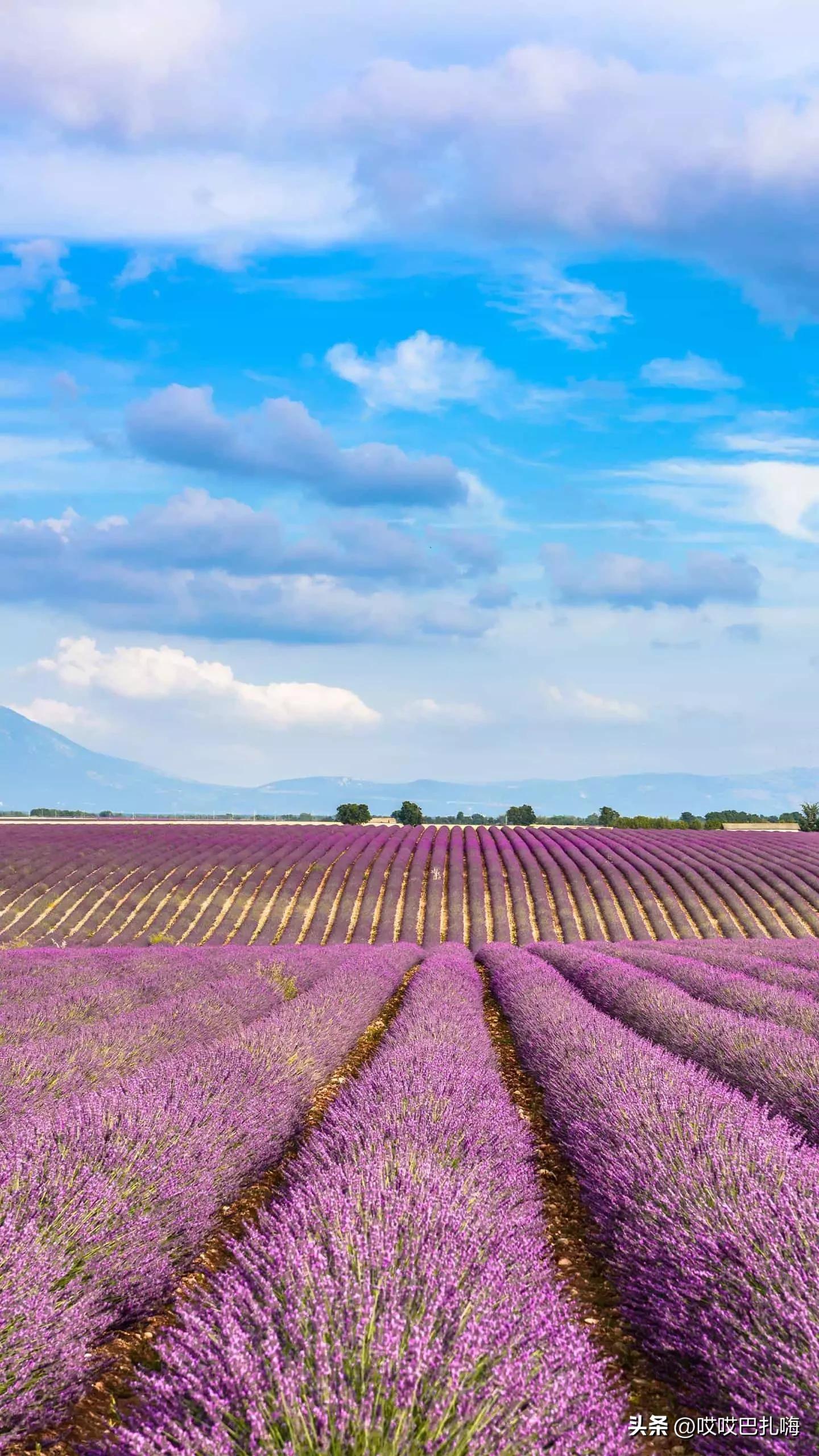 盛产院士的中学,安徽省培养两院院士最多中学排名