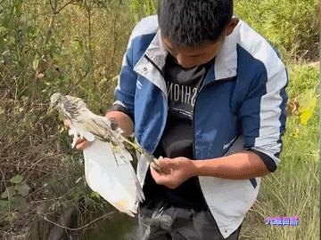现实版鹬蚌相争蚌夹住小鸟脚,现实版鹬蚌相争河蚌夹住小鸟脚