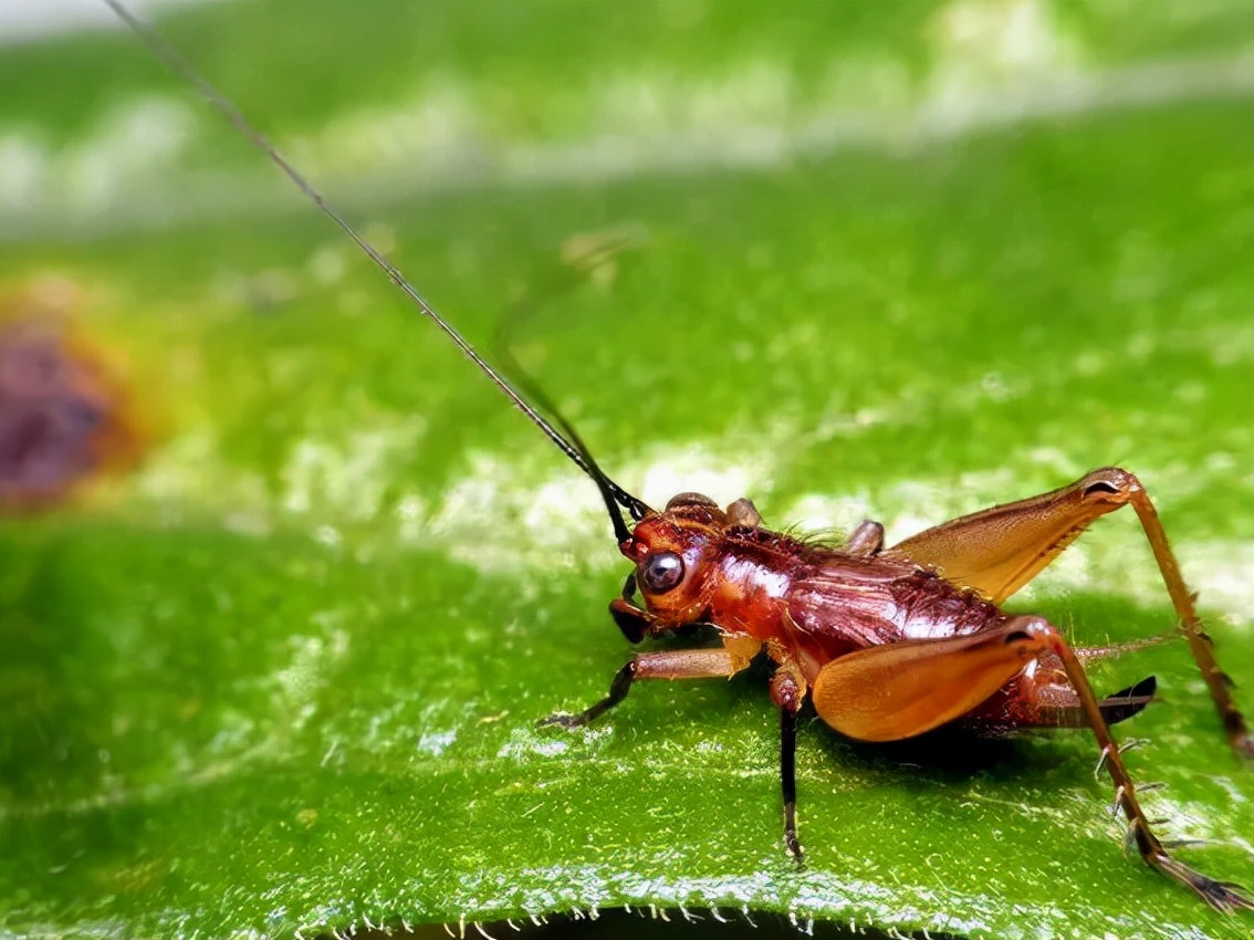 要怎样养蛐蛐,想养蟋蟀怎么办