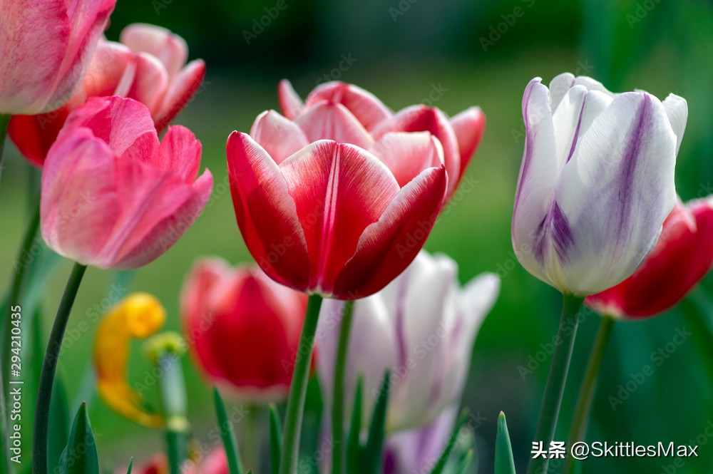 一花一草一世界郁金香,一日一花完整版