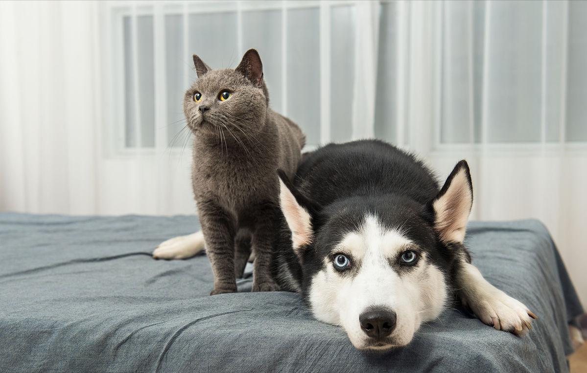 不常见的狗狗集合你都认识哪几只,建议养的10种狗中小型犬