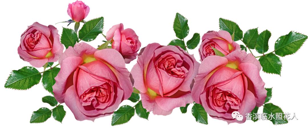 《画画》的作文思维导图,思维导图作文四年级怎么画