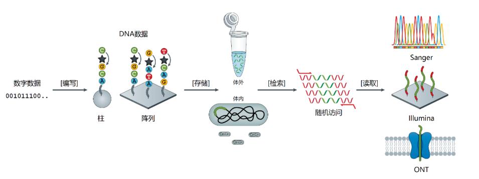dna存储技术如何存数据,dna数据存储难题