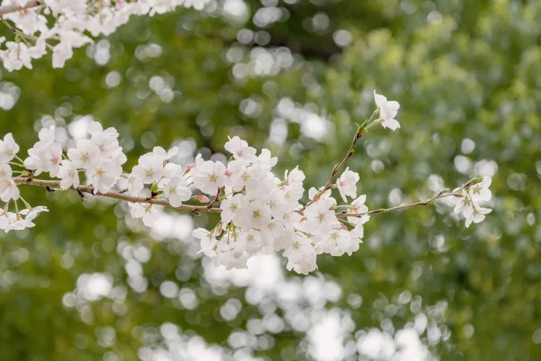雨樱也浪漫！浙工大美美美！