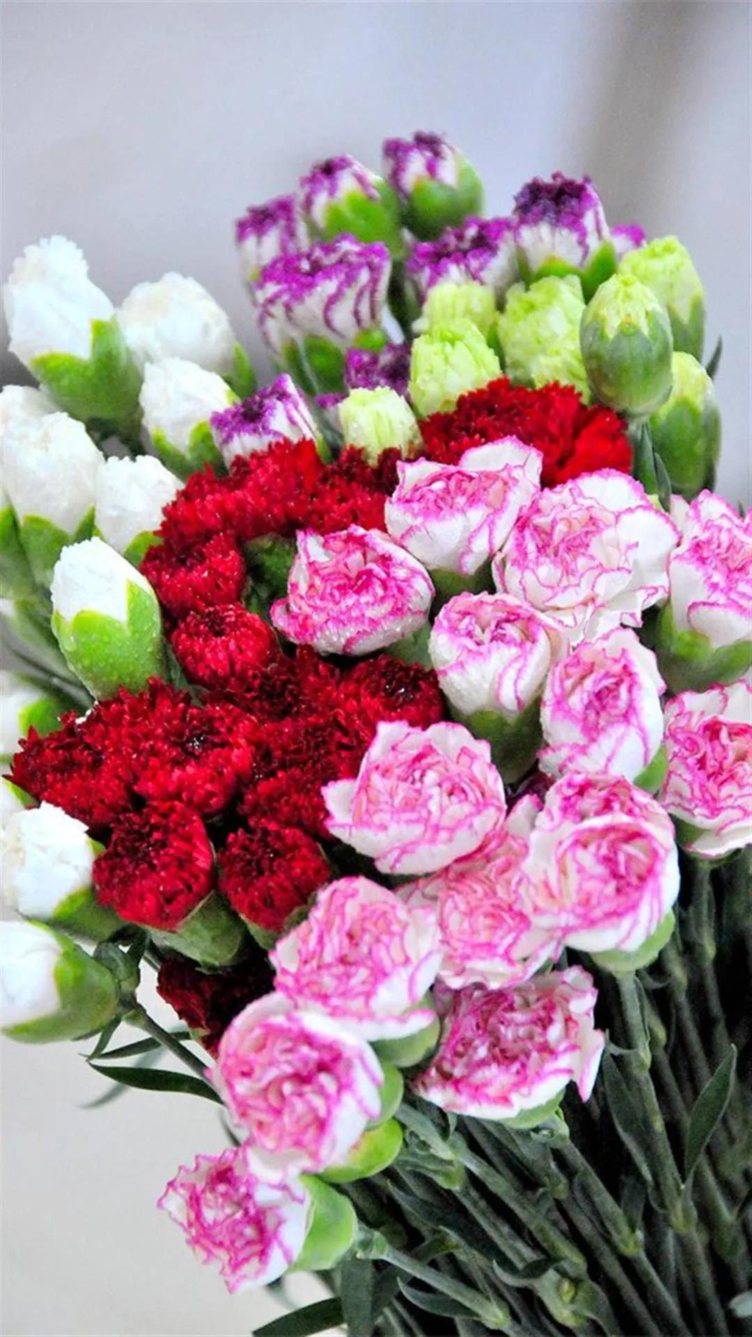 康乃馨花束壁纸,康乃馨壁纸手机超清全面屏