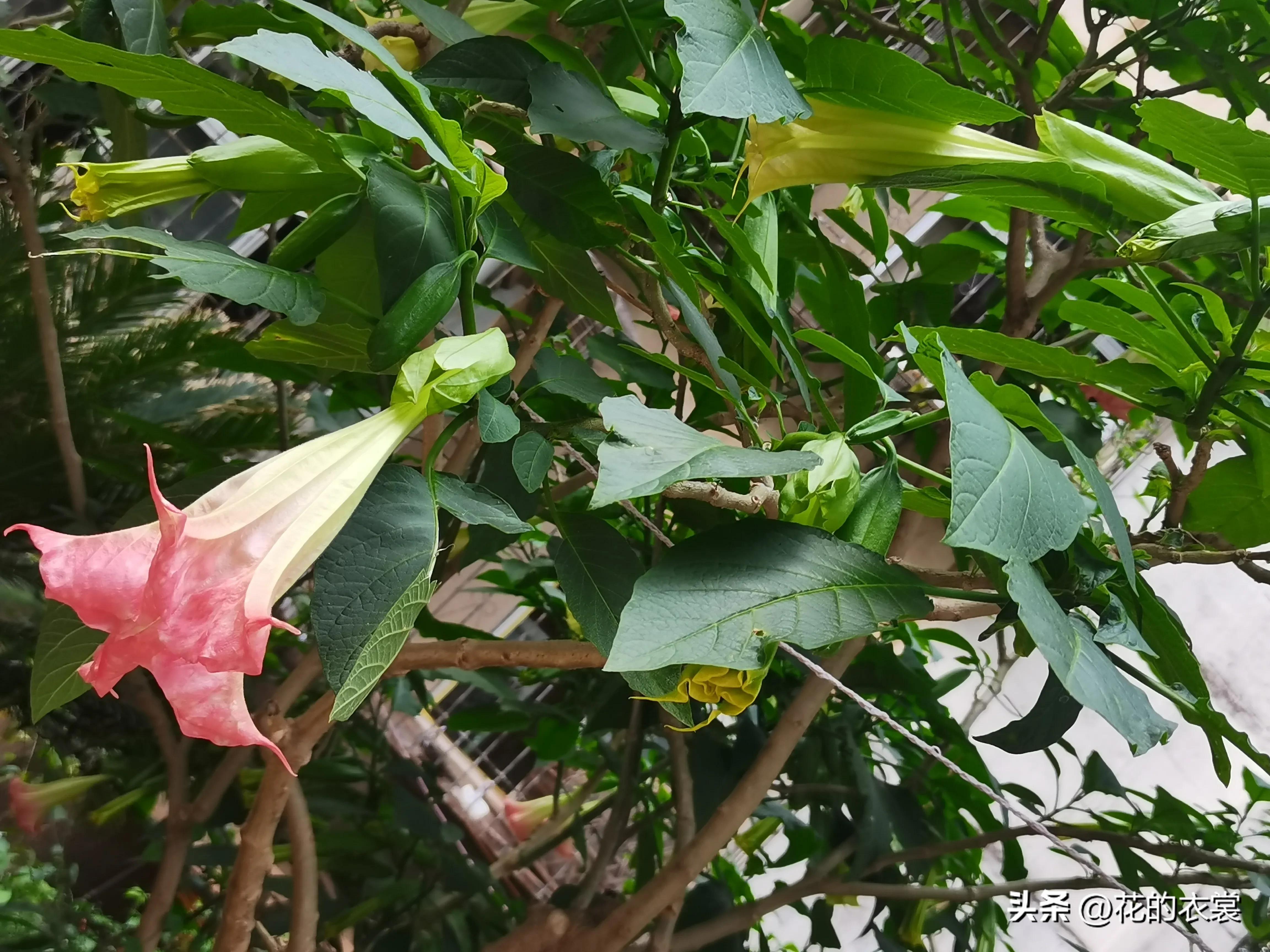 曼陀罗的果实是哪样的,曼陀罗的果子像什么样