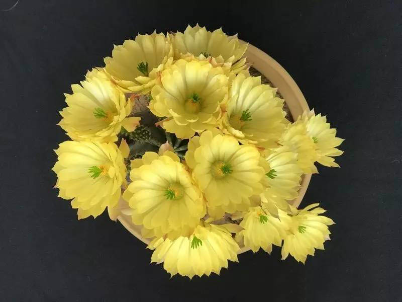 美丽/奇异花草欣赏系列——各种仙人球之“虾”