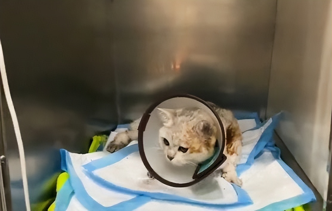 银渐层被收养被自家狗排挤,银渐层猫被人虐待残疾