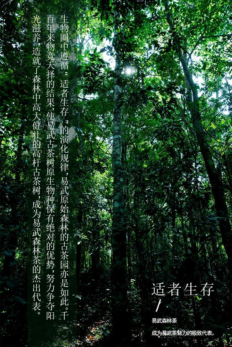 最好的易武好茶,易武茶的前世今生