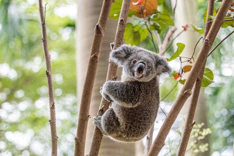 番禺长隆野生动物酒店住宿攻略,长隆野生动物世界金蛇秘境视频