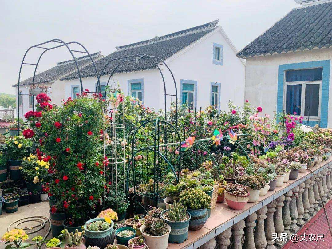 不识“金山”真面目？农家小院需求暴涨，租金过万，比*迁拆**挣得多