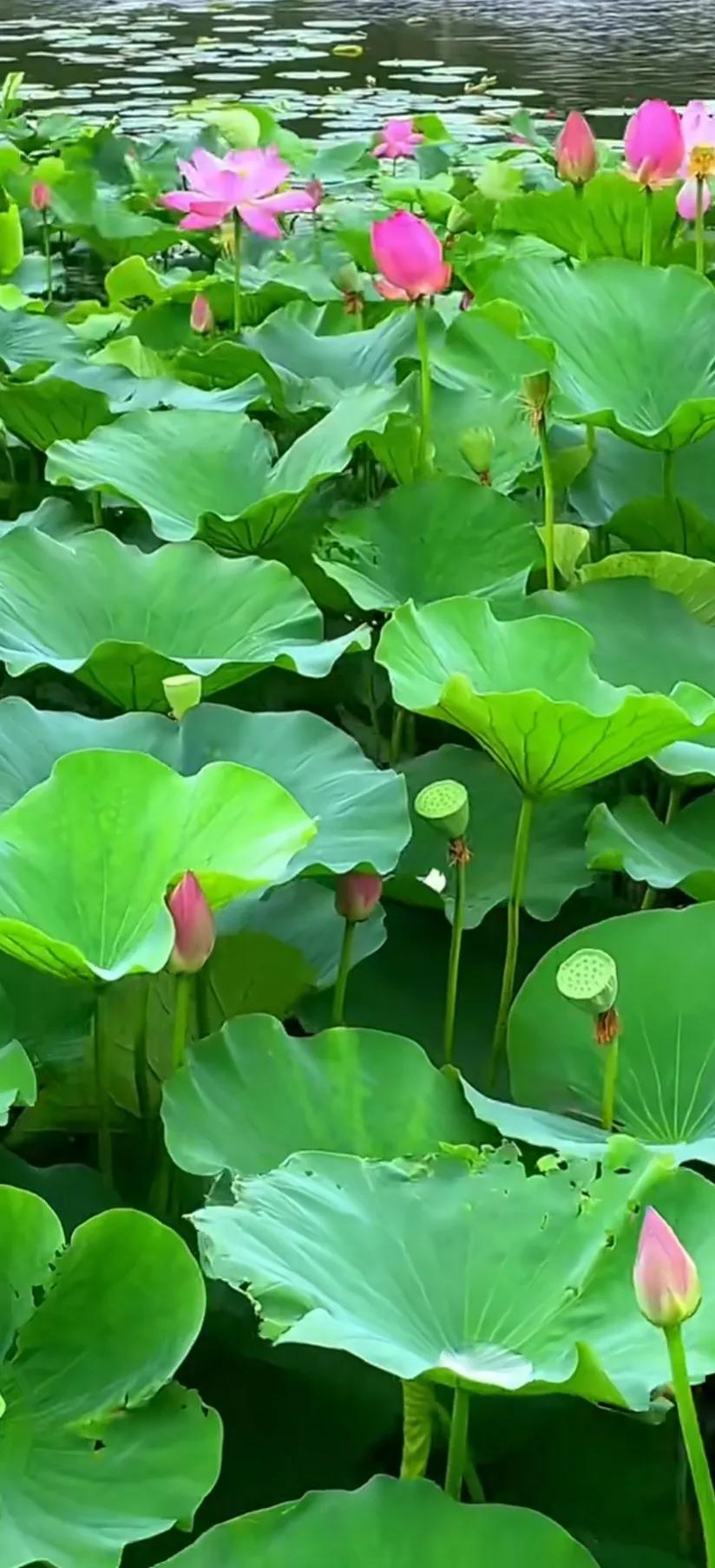 夏至荷花荷叶图片,夏至时节荷花正美图片