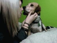 狗狗总是喜欢舔人,狗狗为啥老是舔自己大腿内侧的毛