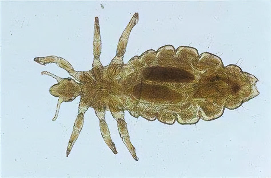 生存上亿年的生物,生存了几百年的动物