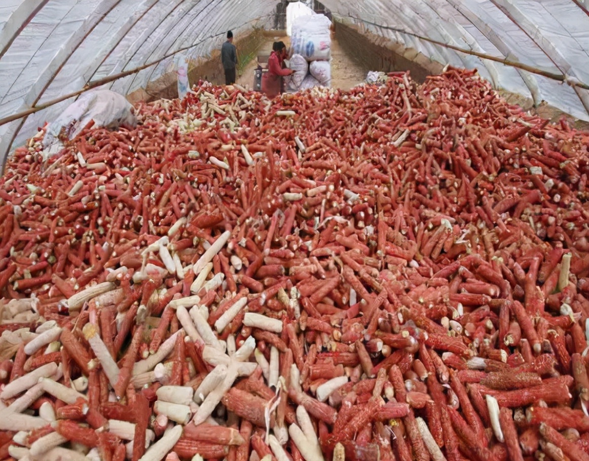 为什么玉米芯在韩国如此值钱,玉米芯卖到韩国挣钱吗