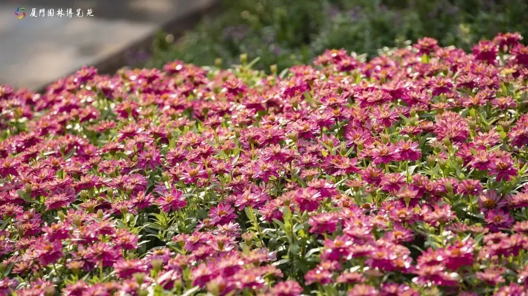 集美最值得去玩和吃的地方,厦门集美值得去的地方推荐