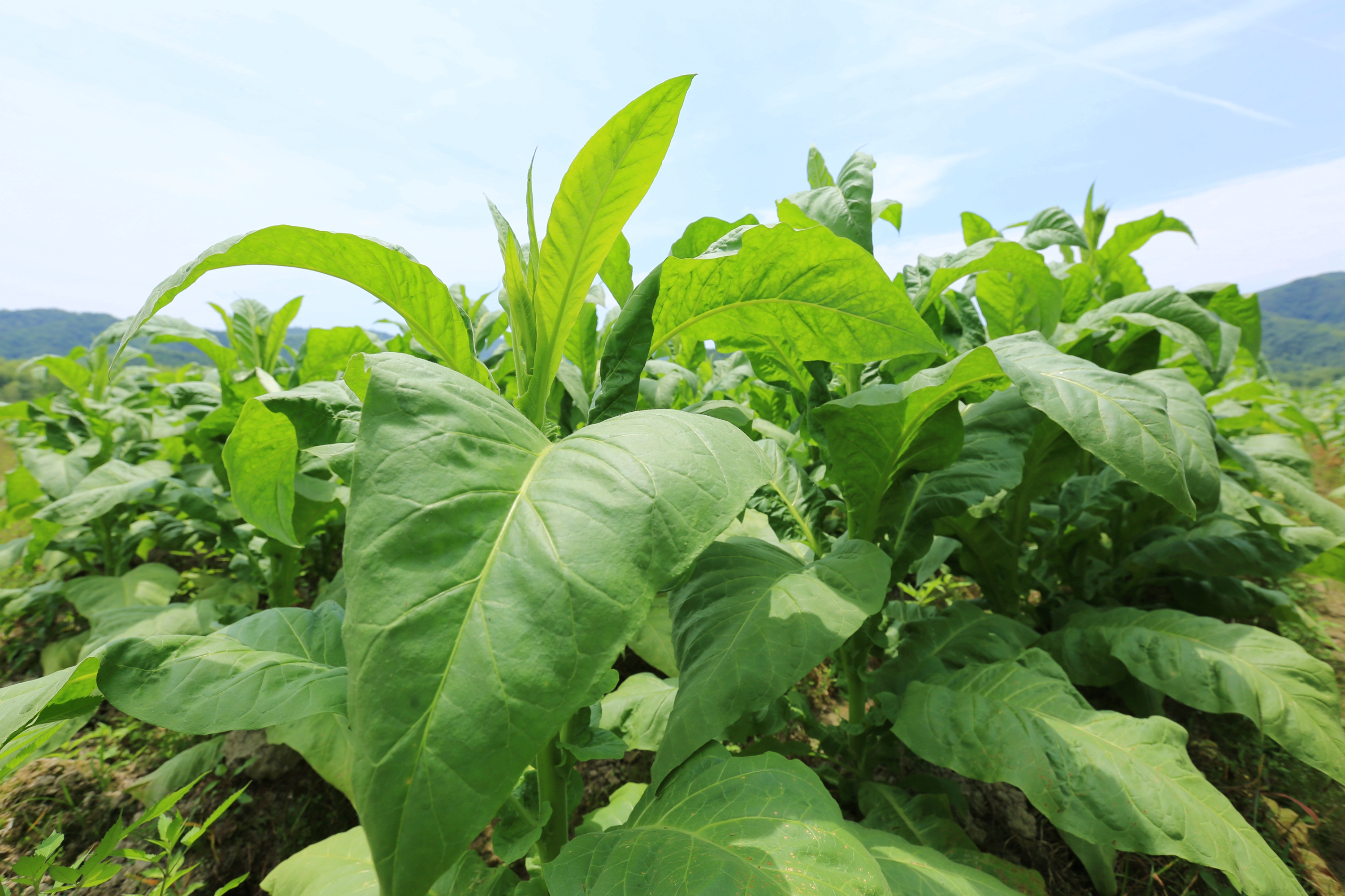 正宗的最便宜雪茄多少钱一盒,最便宜的雪茄的价格多少钱一盒