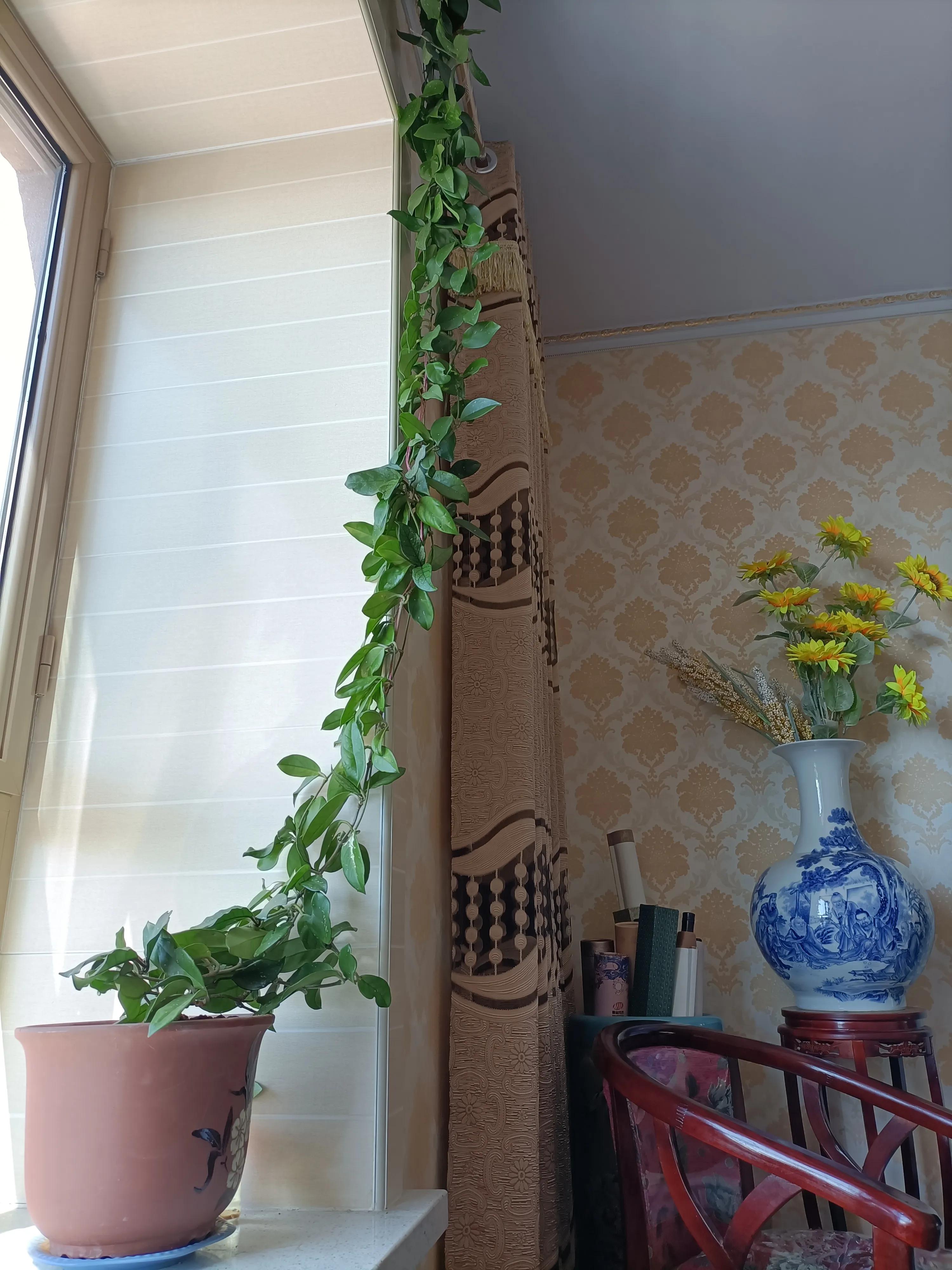 花卉市场的花有什么猫腻,为什么花市的花卉株型特别好