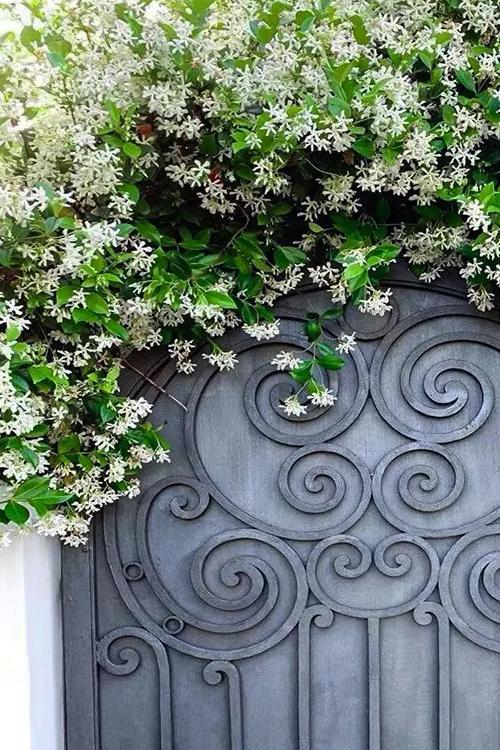 花儿正清凉,这些生机勃勃的花儿