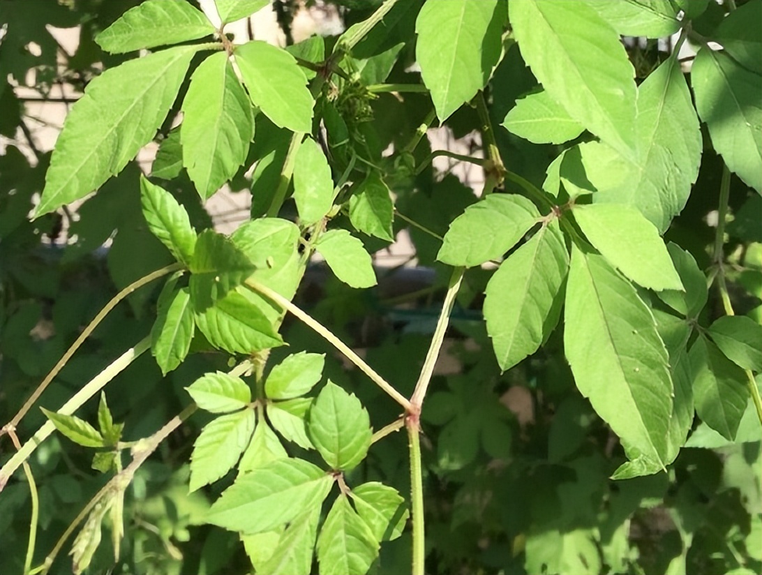 广东人爱吃的10道经典广东靓汤,广东人最喜欢喝的十款炖汤