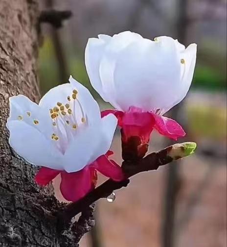 铁道兵战友相聚诗,铁道兵战友之歌简谱