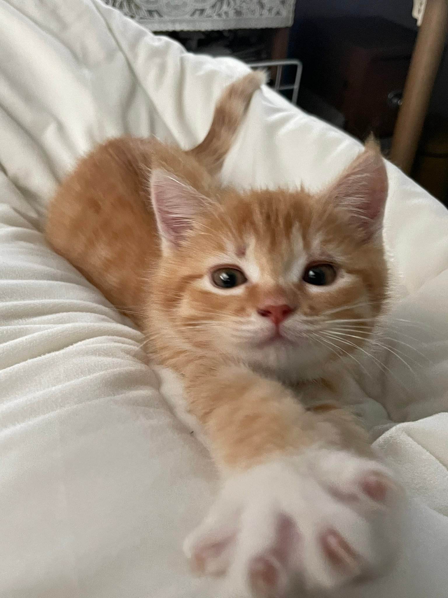 洋猫土猫差距有多大网友太真实了,土猫和宠物猫品相的区别