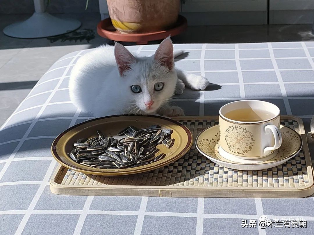 这回这妖精是真的要拆家了