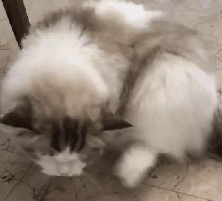 猫咪洗澡耳朵进水了怎么办,猫咪在宠物店洗澡做出的应激反应