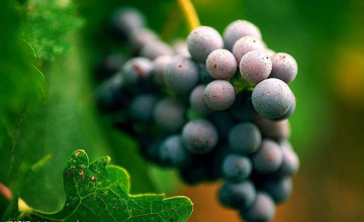 葡萄酒知识大全,葡萄酒知识轩尼诗