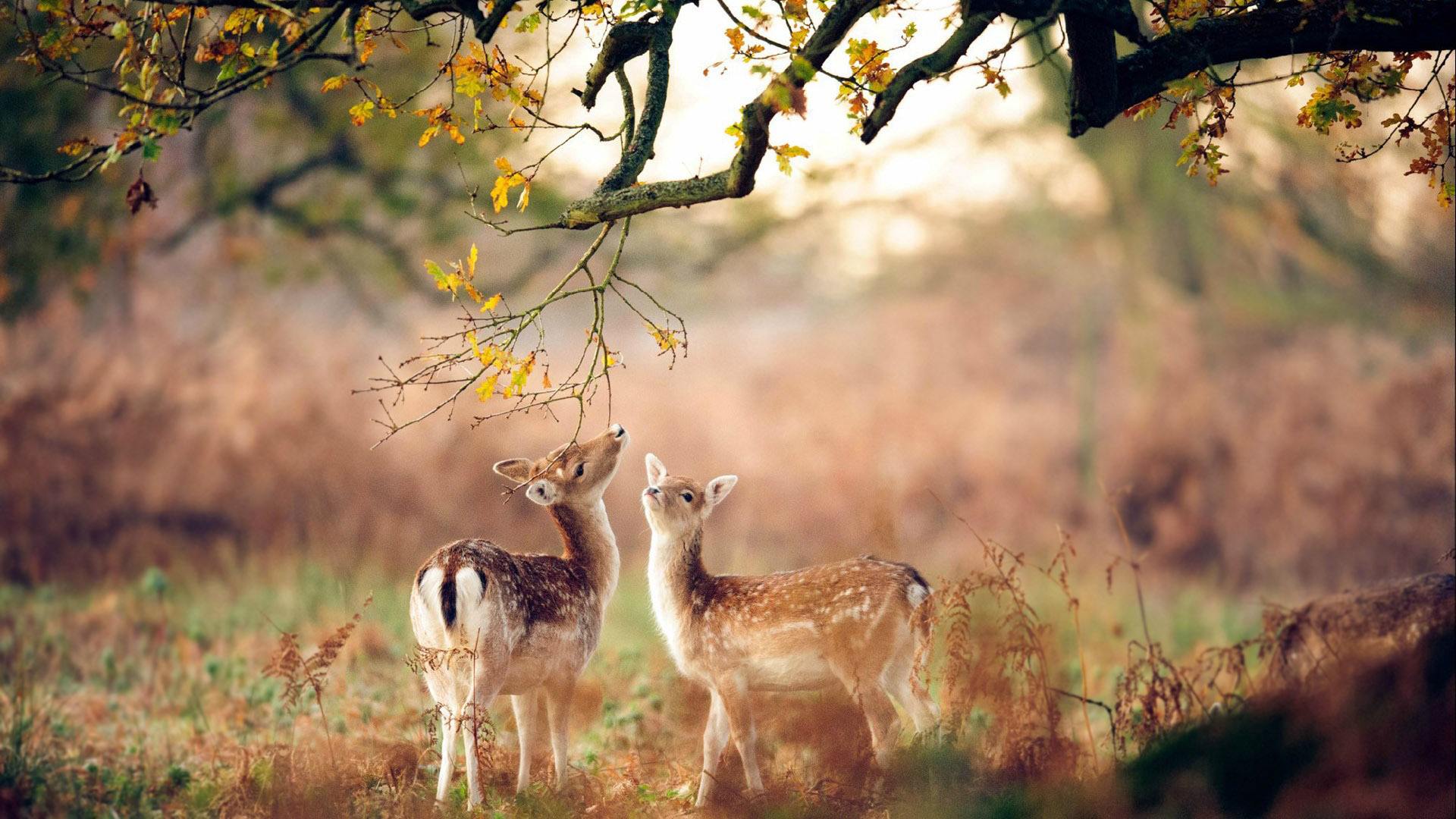 有趣的动物学习行为视频,动物有趣的学习行为