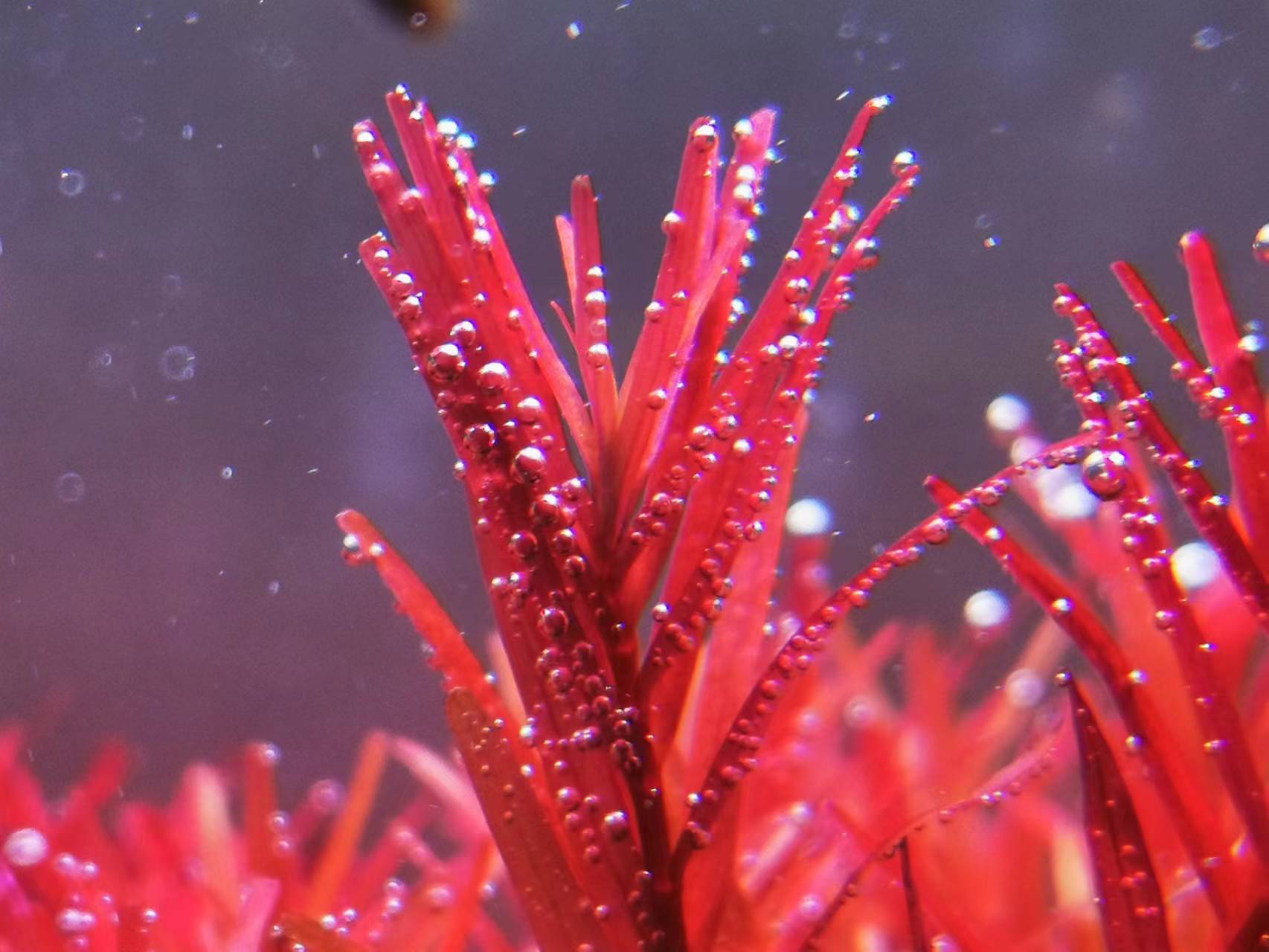 水草泥开缸肥力不足有啥表现,换水太频繁水草泥缺肥