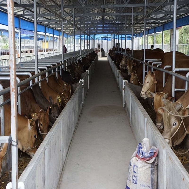 什么动物养殖最便宜最好养,药用动物养殖品种大全