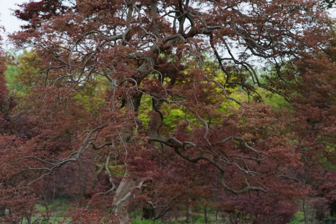 提前盛开！成都市区这个被偏爱的宝藏地又上新，即将刷爆全网