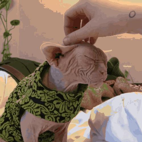 最不值钱的猫有哪几种,养得起这几种猫的都是土豪